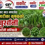 बजार भाउ नपाउँदा खमारीका कृषकको खुर्सानी बारीमै थन्कियो